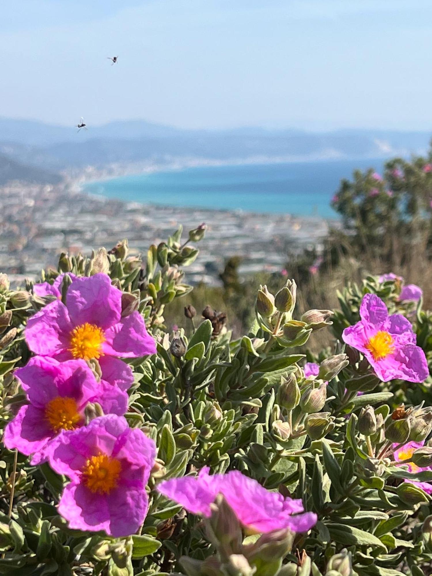Le Torri Riviera Holiday Альбенга Экстерьер фото